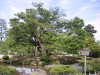 s_pict0117_thumb.png